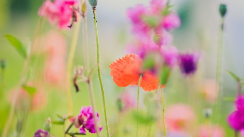夏日鲜花电脑桌面高清壁纸推荐