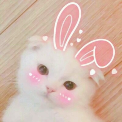 超萌动物情侣头像来啦！10张高清可爱款一次收好