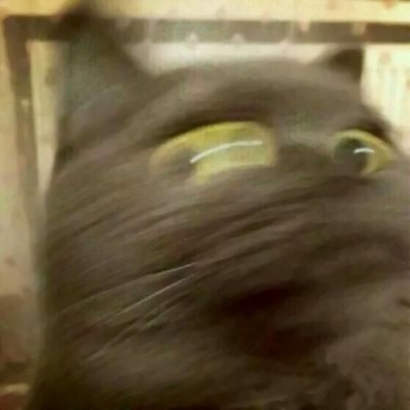 超萌猫咪情侣头像！16组一左一右高清配对图来啦