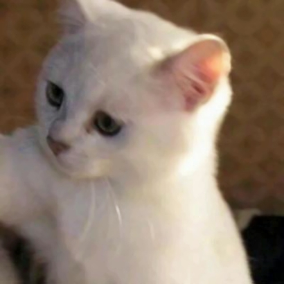 超萌猫咪情侣头像！16组一左一右高清配对图来啦