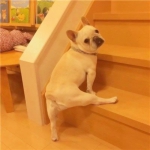 超治愈！两对可爱狗狗情侣头像 高清无水印4张合集