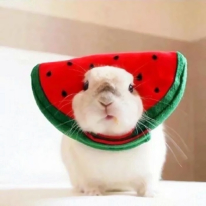 超萌萌宠情侣头像合集！12张高清可爱款直接抱走