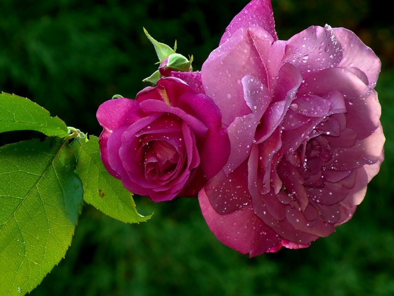 玫瑰花瓣带露珠的电脑桌面壁纸来了！