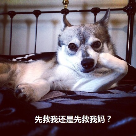 狗狗表情包合集来了，聊天斗图直接用