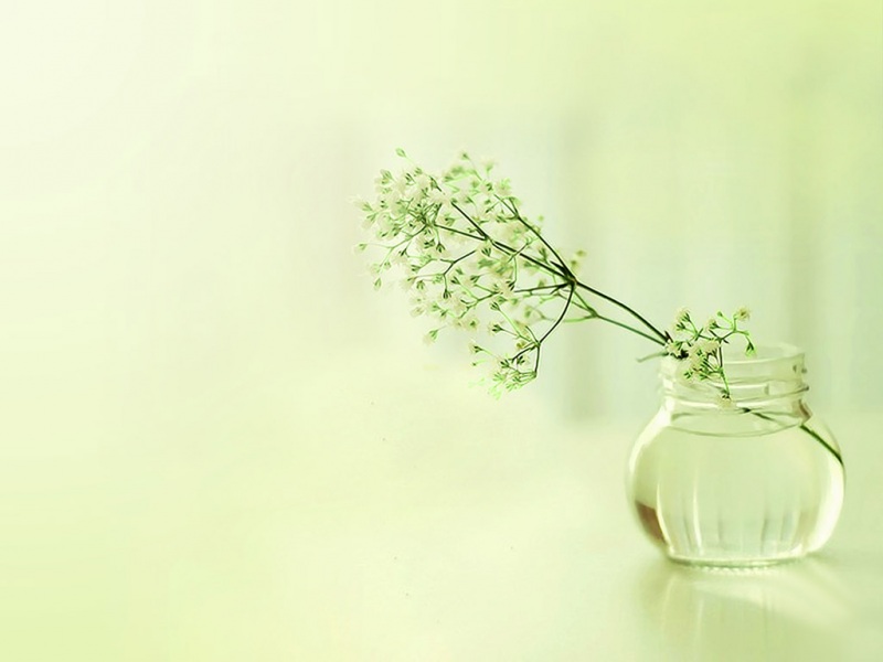 氛围感拉满！清新淡雅花卉电脑桌面壁纸合集