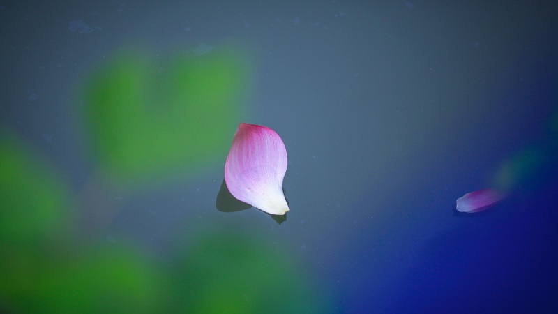 夏荷电脑动漫风高清花卉桌面壁纸分享