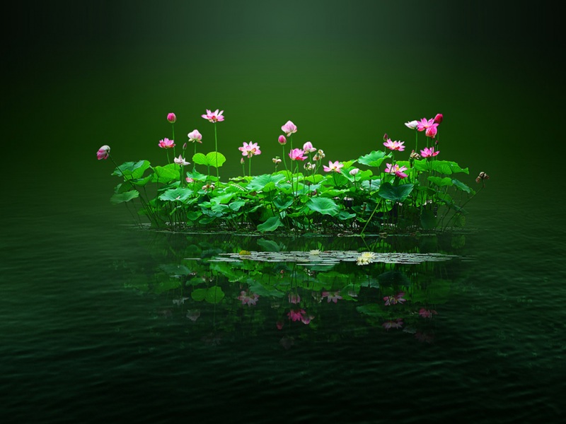 这款荷塘荷花电脑桌面壁纸有多款高清尺寸可选