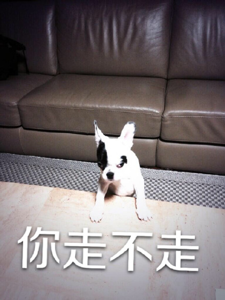 用狗狗演的“你走”系列表情包太好笑了