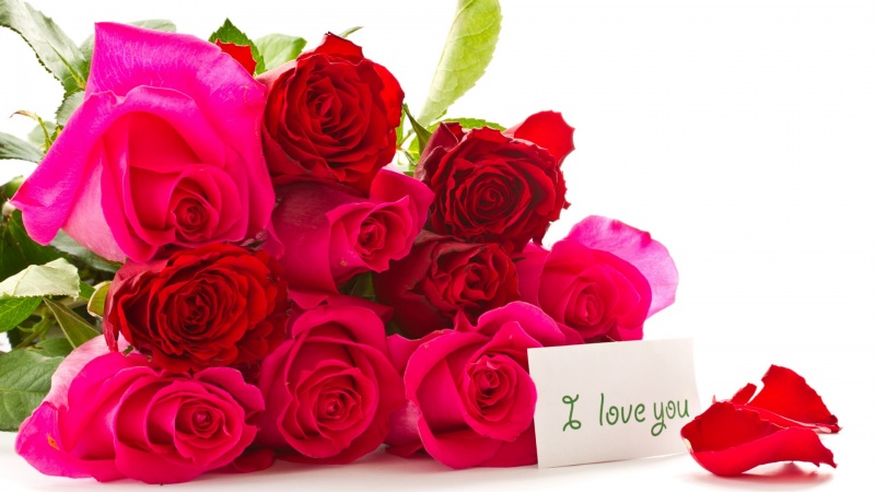 节日氛围感拉满！带“I love you”的玫瑰电脑动漫壁纸来啦