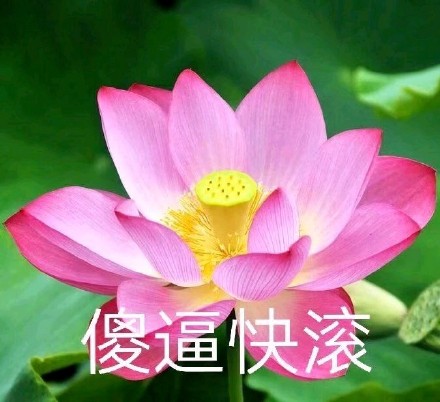 一组超治愈佛系荷花表情包来啦