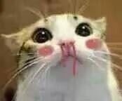 聊天斗图不愁！这份精选表情包合集直接用