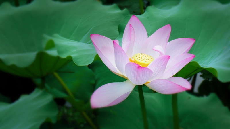 夏季荷花莲花清新风电脑动漫壁纸 高清花卉桌面图来了
