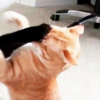 超萌情侣猫猫头像来啦！16张高清可爱一对小猫头像图