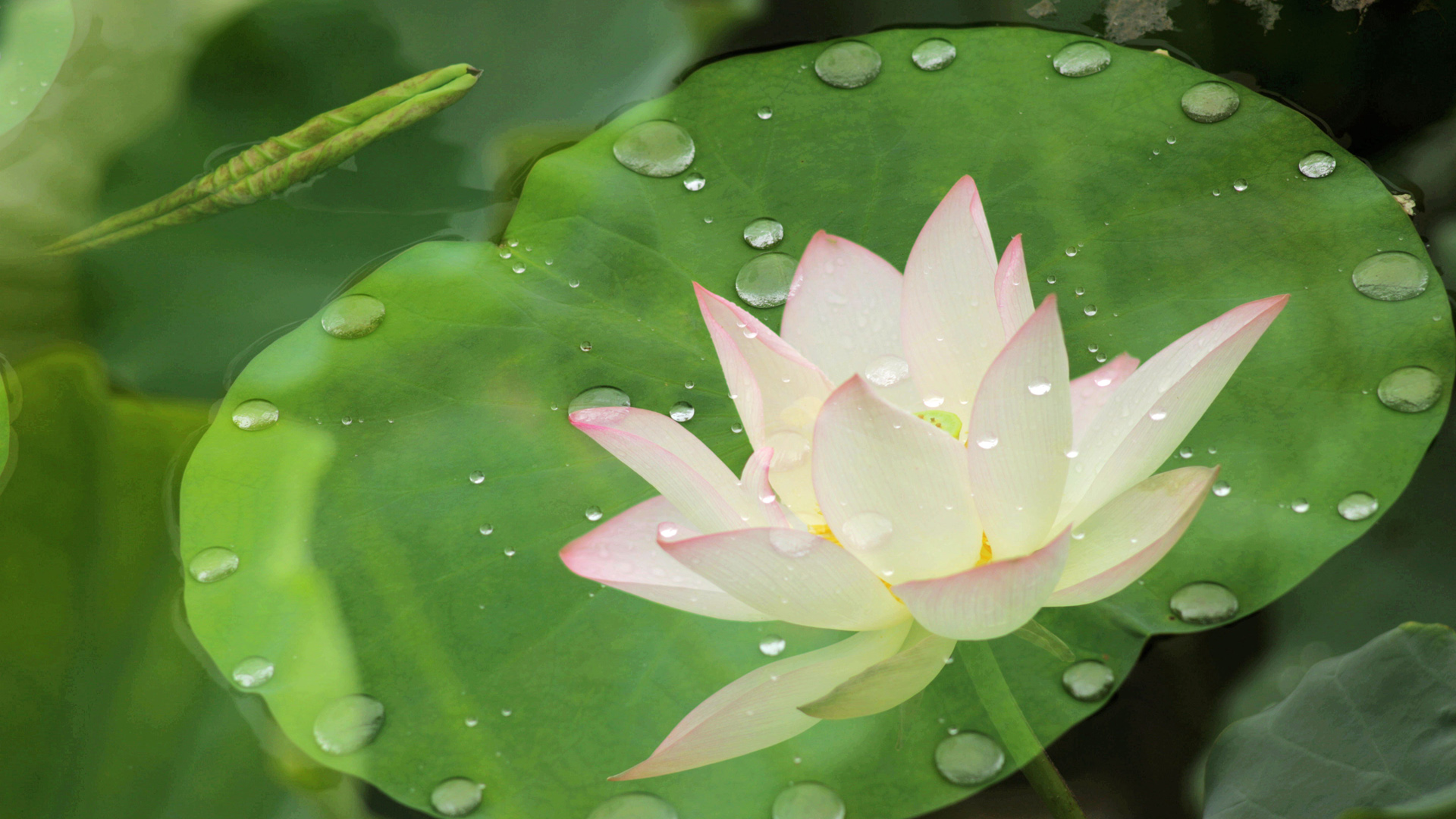 雨后清荷高清花卉电脑桌面壁纸推荐