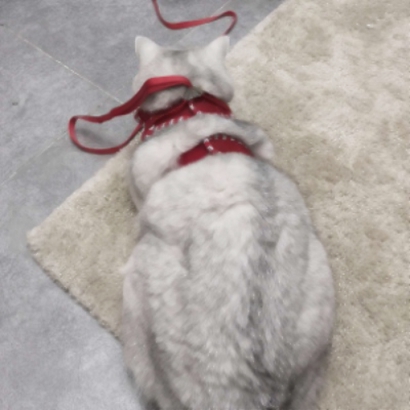 超萌宠物情侣头像！高清一对两张共26张合集