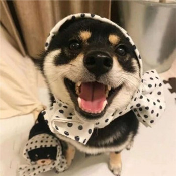 超萌柴犬情侣头像！一对左右两张共18张高清图