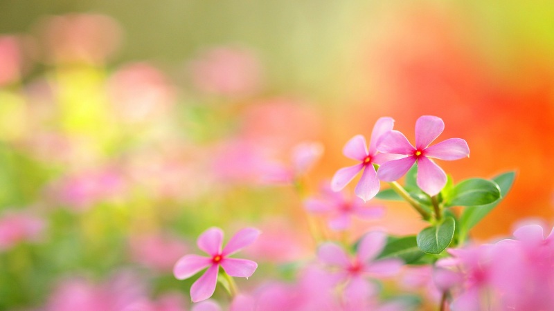 好看的粉色小花电脑桌面壁纸分享，多款高清分辨率可选