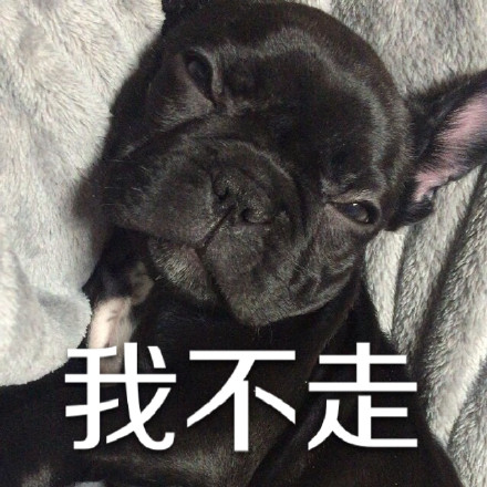 用狗狗演的“你走”系列表情包太好笑了