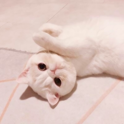 一男一女猫咪情侣头像 16张高清超萌可爱款