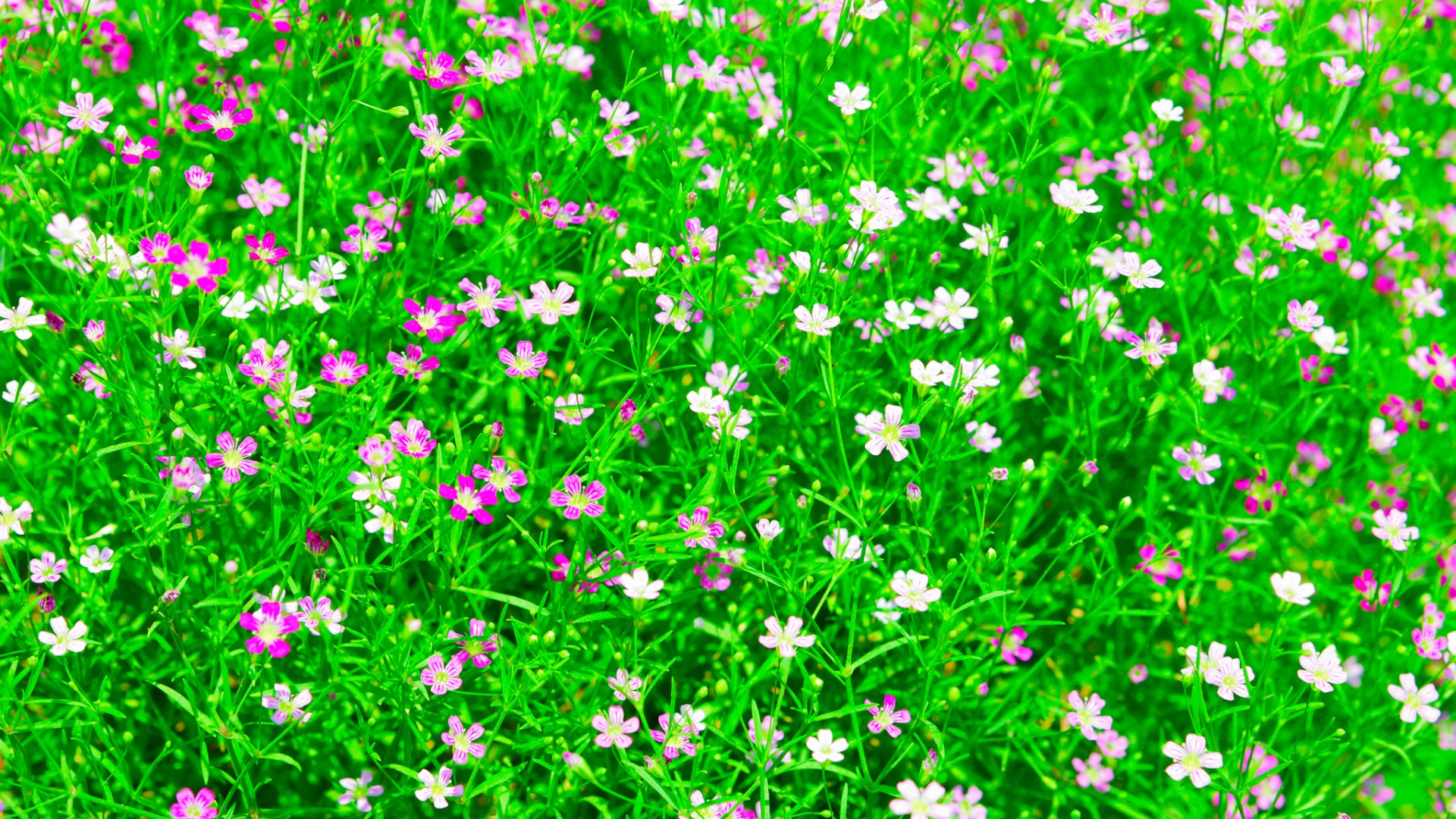 自然草地小花桌面壁纸 高清花卉电脑壁纸来了