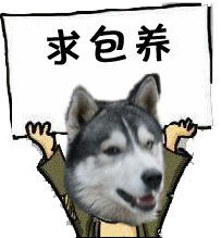 带害羞感的哈士奇单身狗表情包来啦