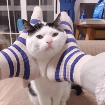 一对两张超萌搞怪猫咪情头 10组可爱情侣头像合集