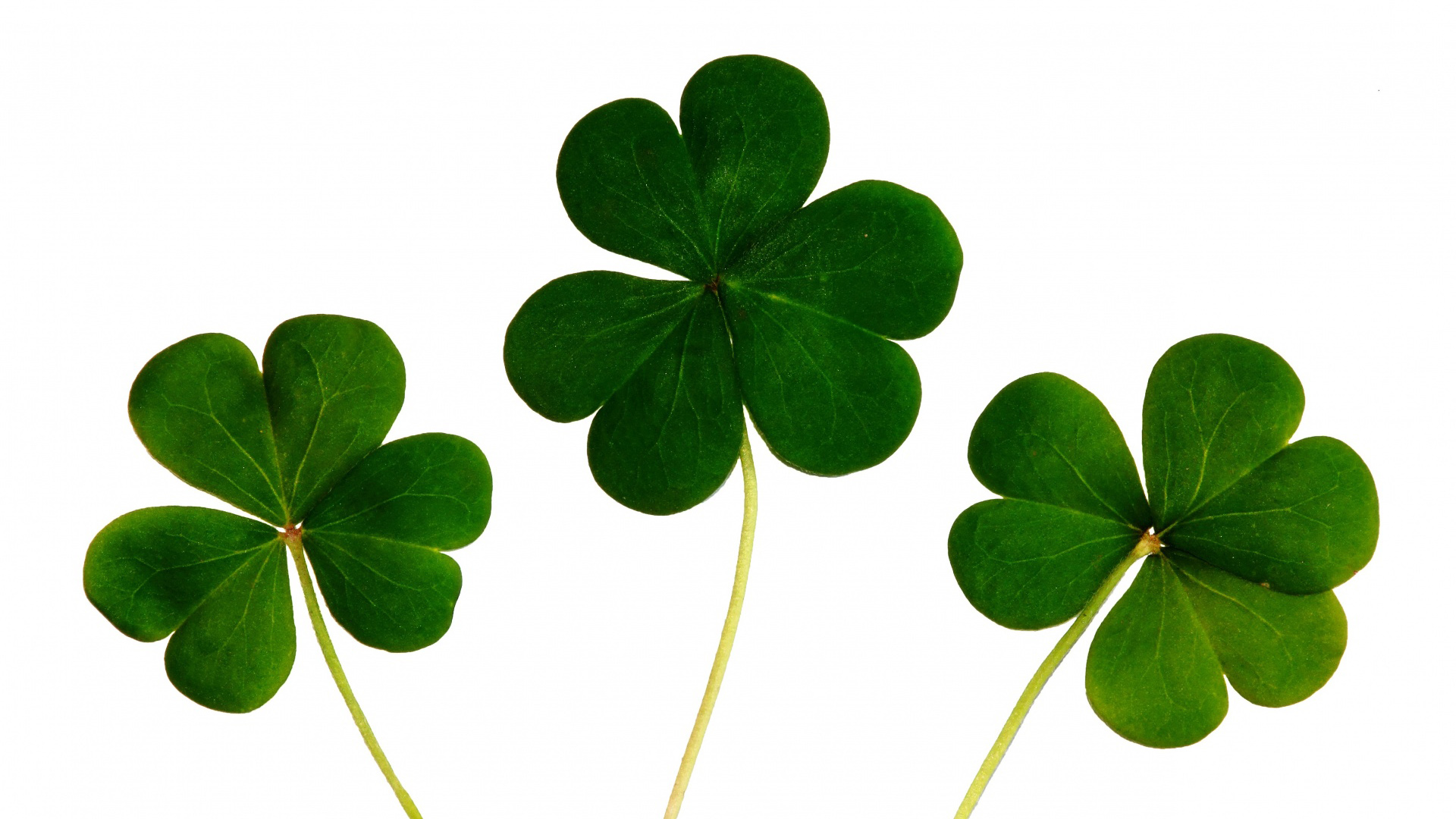 四叶草高清花卉壁纸下载推荐