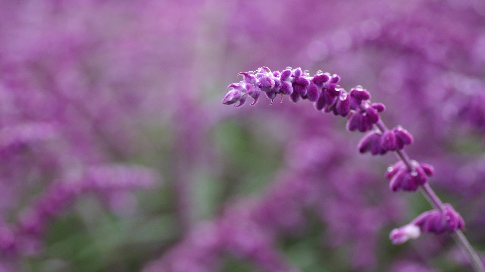 紫色野花电脑桌面壁纸上新 多款高清尺寸可选