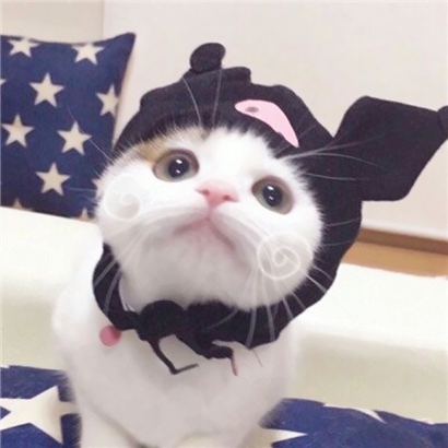 36张可爱猫咪情侣头像 高清卖萌一对两张头像合集