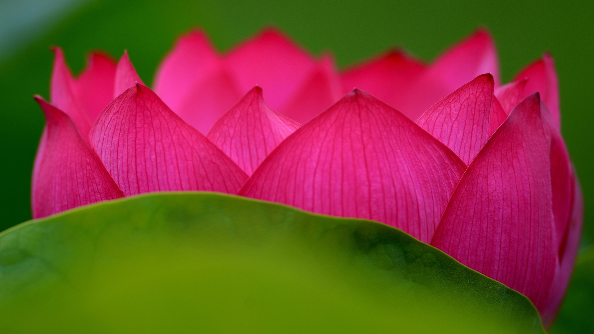 好看的莲花花瓣电脑壁纸 高清花卉桌面图分享