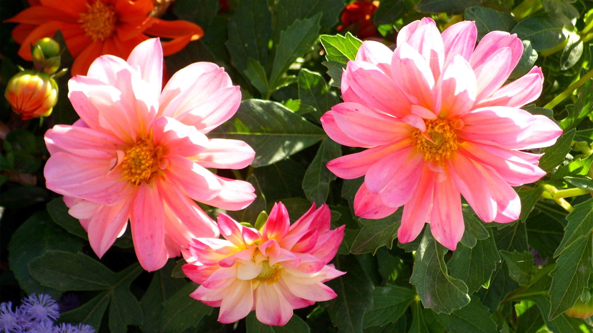 这款粉粉的大丽花电脑壁纸，颜值太绝了