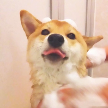 20张蠢萌猫狗情侣头像 高清可爱还能当情头用