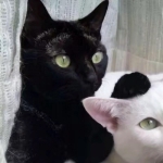 14张搞怪猫狗情侣头像 搞笑又可爱的高清素材