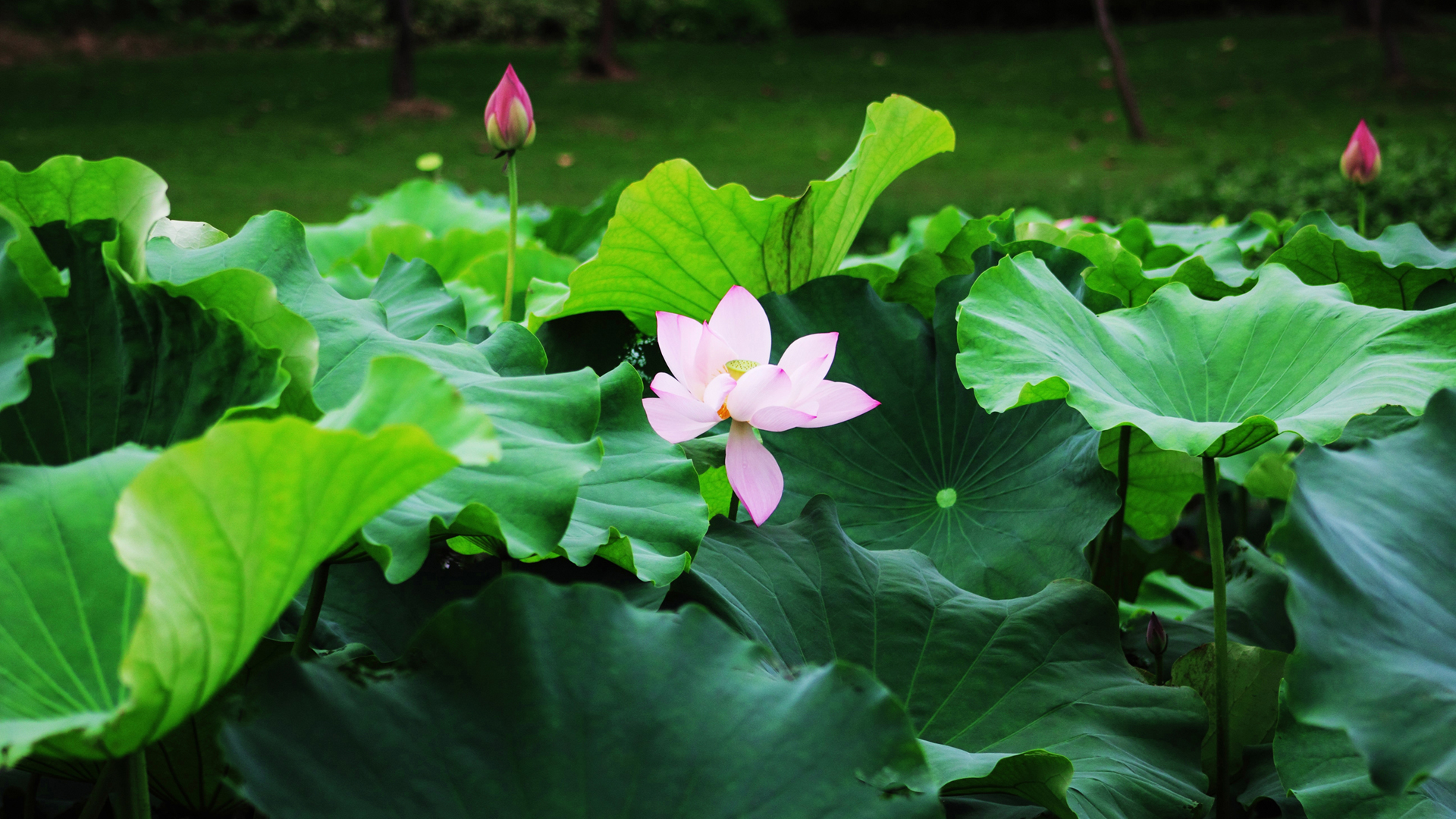 淡雅荷花2K高清花卉壁纸上新啦