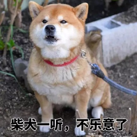 聊天斗图就靠它！这波柴犬表情包太好用了