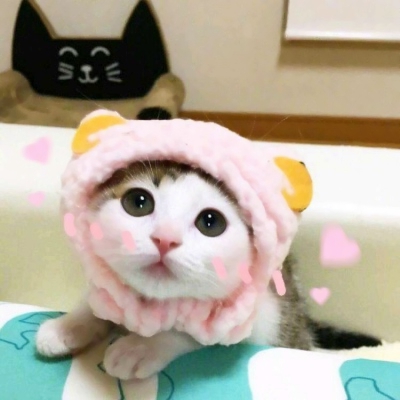 22组超可爱搞怪萌宠情头！一对两张高清图直接抱走