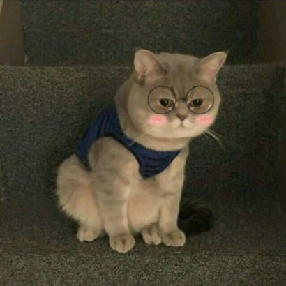 猫咪情侣头像合集 一对两张高清素材共10组