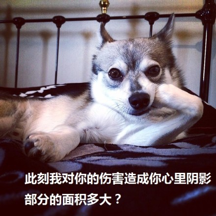 狗狗表情包合集来了，聊天斗图直接用