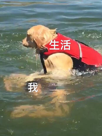 狗狗斗图表情包来啦！