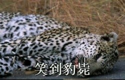 “可以说非常豹笑了”这套表情包火了