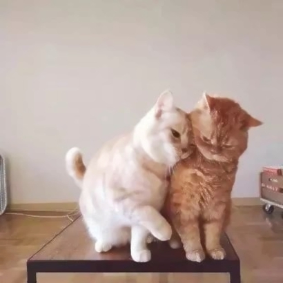 一男一女猫咪情侣头像 16张高清超萌可爱款