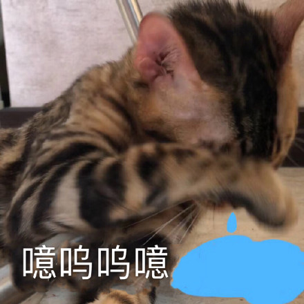 11月21日斗图表情包精选合集