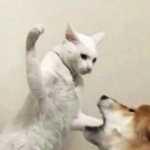 搞怪又萌的动物情侣头像来啦！28张高清搞笑可爱款任你挑