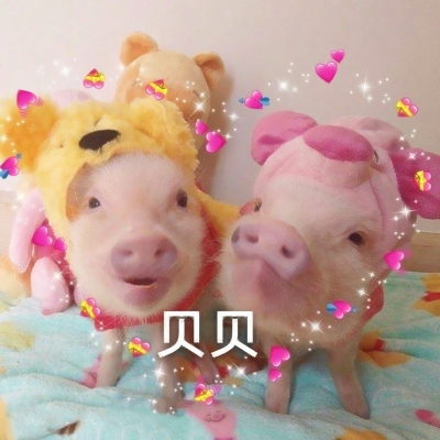 搞怪动物情侣头像来啦！带字创意款共12张高清图