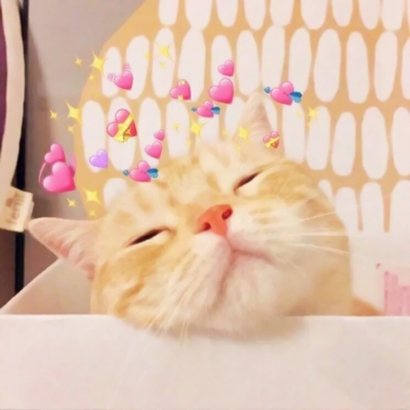 超萌萌宠情侣头像合集！12张高清可爱款直接抱走