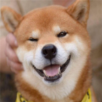 超萌柴犬情侣头像！一对左右两张共18张高清图