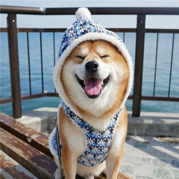 超萌柴犬情侣头像！一对左右两张共18张高清图