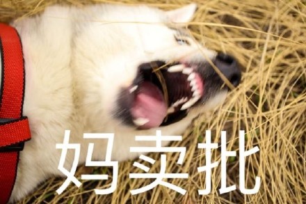 聊天斗图必备！这套汪星人表情包太会整活了