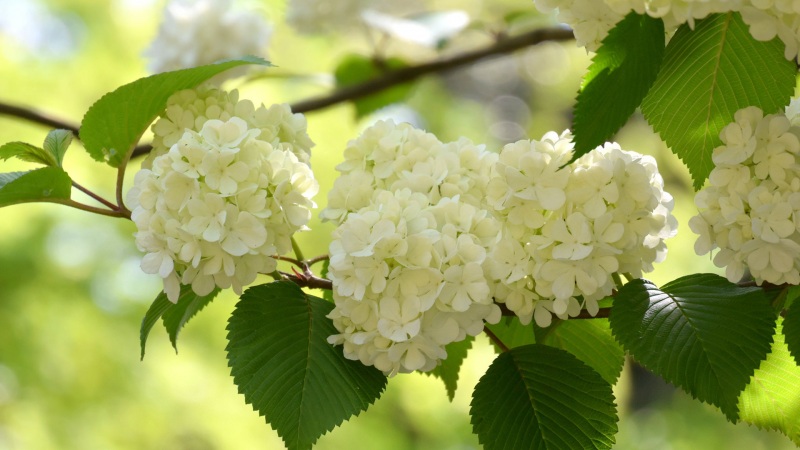 琼花叶子电脑桌面高清壁纸分享