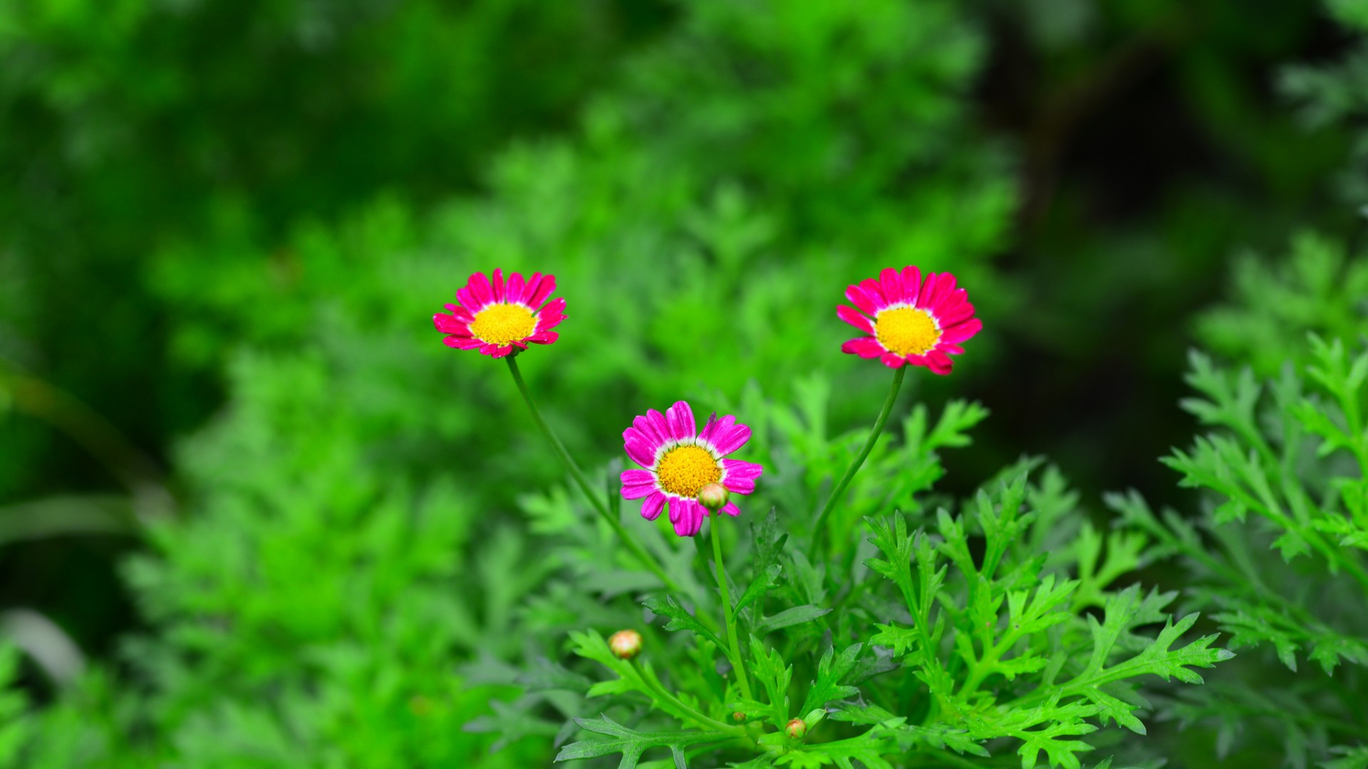 自然护眼粉色小花绿植 多款高清电脑桌面壁纸推荐